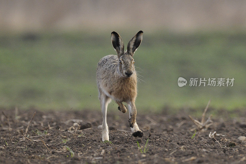 野兔(欧洲Lepus europaeus)